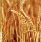 ������ ����������� �� ������� ���������� ������ �������� ��������� �� �������, ����������� ����������� ���������.