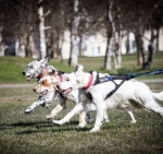 SledDogSport.ru ���������� ���������� ����� � ��� ���������� � Instagram!